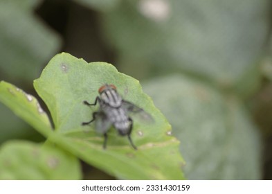 Green flies perch on the leaves of weeds
