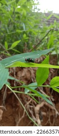 Green flies perched on weeds