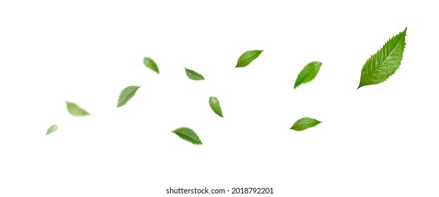 Green Floating Leaves, Air Purifier Atmosphere Simple Main Picture	 - Shutterstock ID 2018792201