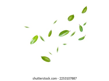 Green Floating Leaves Flying Leaves Green Leaf Dancing, Air Purifier Atmosphere Simple Main Picture	 - Powered by Shutterstock