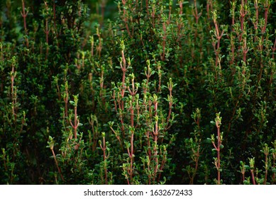 Green Flora Closeup Of Huascarán National Park Peru