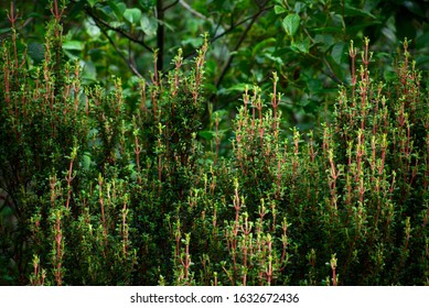 Green Flora Of Huascarán National Park Peru