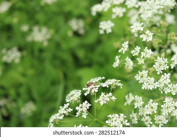 Green Floral Background