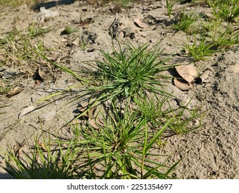 green flower on dry  ground - Shutterstock ID 2251354697