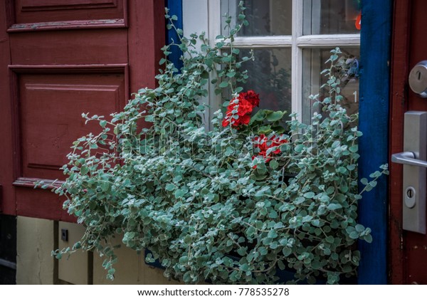 Green Flower On Windowsill Garden Stock Image Download Now