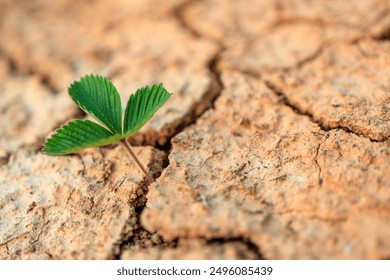 The green flower plant grows through cracks in the dry ground. the hope of salvation from natural disasters - Powered by Shutterstock