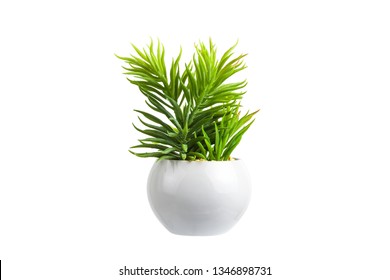 Green Flower In White Pot On White Background, Isolated