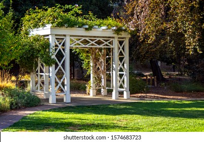 Green flowering vines growing on top of a white pergola in a garden, surrounded by greenery and a lawn.