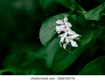 green flowers moody photographing using Nikon z6 - Shutterstock ID 2066763776