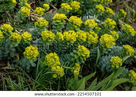 Green flowers of Myrtle Euphorbia myrsinites