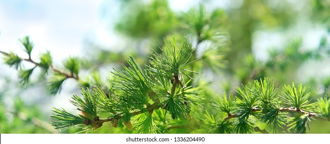 green fluffy branches of larch tree Larix decidua Pendula. Natural larch tree twigs. spring or summer nature background