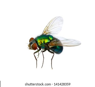 Green Fly Isolated On White