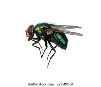 Green Fly Isolated On White 