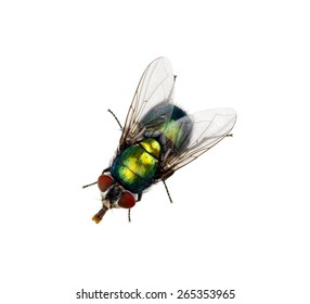 Green Fly Isolated On White