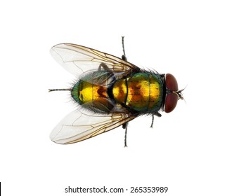 Green Fly Isolated On White