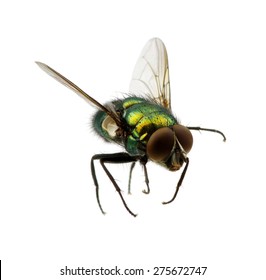 Green Fly Isolated On White