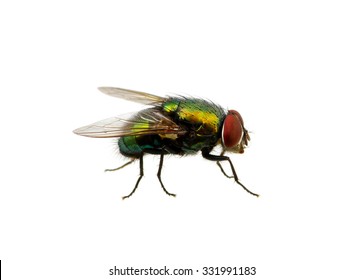 Green Fly Isolated On White Stock Photo 331991183 | Shutterstock