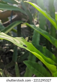 A Green Fly (Lucilia Sericata)