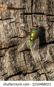 Green Fly On A Gray Surface Top View.