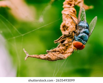 A green fly rests on a dry leaf with a bright green background. Its body and wings are sharply detailed, creating a vivid and lively image.