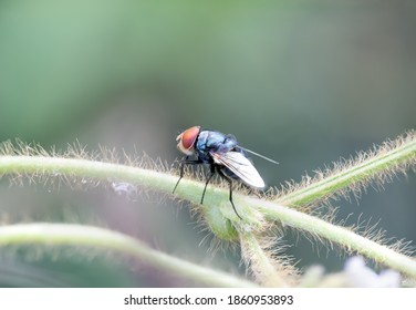 The green fly sits on the trunk of a hairy plant against a blurry light background.