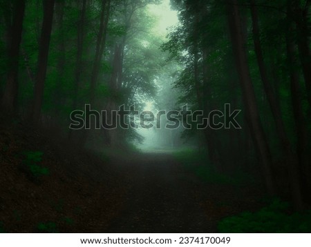 Green foggy forest with sun rays, green leafs,sunlight,fog. Tree trunks,tree branches, gree leafs,fog, forest road. Mystique  relaxing  nature. Czech republic. 