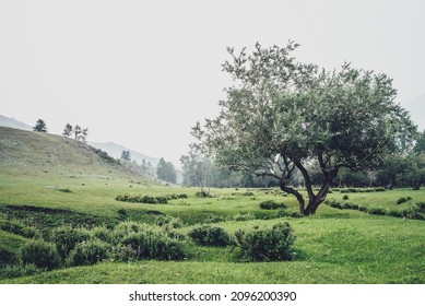 Green foggy mountain view to beautiful willow tree among hills and copse in fog. Vintage mountain landscape with trees among vegetations in mist. Willow tree in mountains. Atmospheric misty landscape.