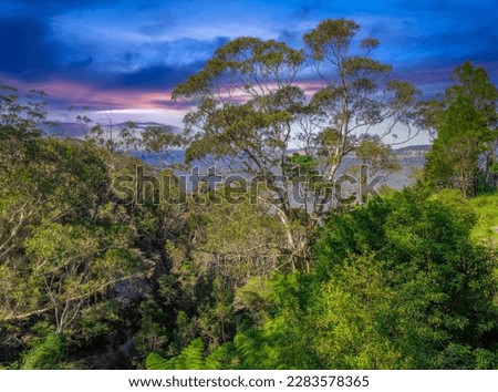 Green foilage shrubs ferns and gum trees at Echo Point Blue Mountains three sisters Katoomba Sydney NSW Australia