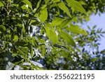 the green foliage of the ash tree in the summer, foliage of the ash tree in sunny weather