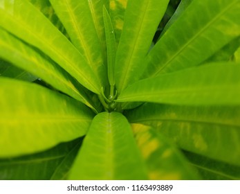 green foliage closeup background  - Shutterstock ID 1163493889