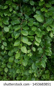 green foliage of Fagus sylvatica pendula