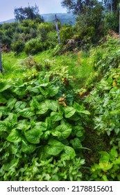Green foliage, flora and plants in the mountains with lush greenery. Closeup landscape view of biodiverse nature scenery with lush vegetation growing in the wild forest of La Palma, Canary Islands