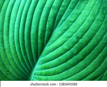 Green Foliage Leaf Vein With Cuticle. Cuticle Lipid It Consist Of Waxes And Cutin.  Is Water-impervious Protective Layer Covering The Epidermal Cells Of Leaves And Other Parts And Limiting Water Loss.