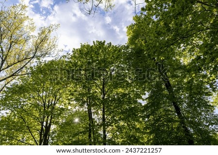 green foliage of maple trees in the spring season, deciduous maple trees with the first spring foliage of green color
