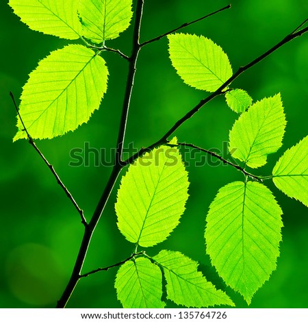 Similar – green leaves of a tree top