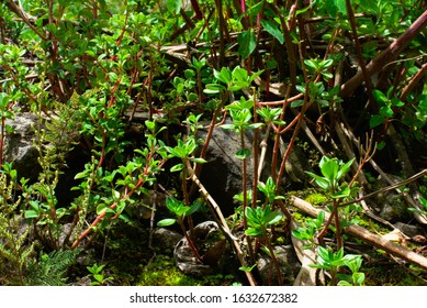 Green Foliage In Huascarán National Park Peru