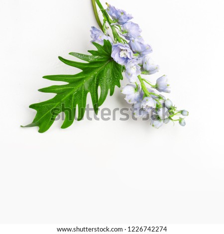 Similar – Flower frame on white background