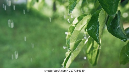 Green Foliage Raindrops. Spring Rain. Nature Melancholy. Closeup Of Water Drops Falling Down On Apple Tree Leaves On Blur Botanical Garden Background.