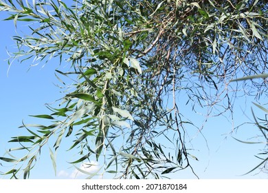 Green Foliage Of Southern Blue Gum Tree (Eucalyptus Globulus)