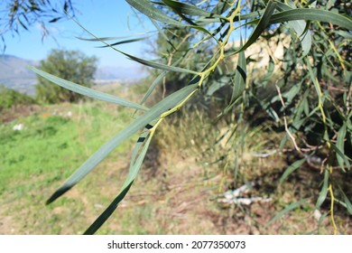 Green Foliage Of Southern Blue Gum Tree (Eucalyptus Globulus)