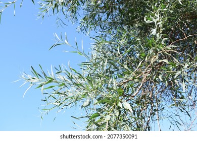 Green Foliage Of Southern Blue Gum Tree (Eucalyptus Globulus)