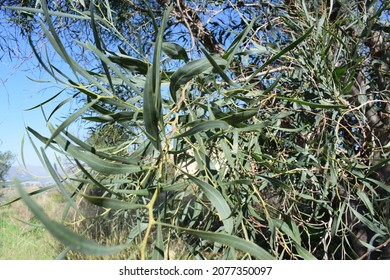 Green Foliage Of Southern Blue Gum Tree (Eucalyptus Globulus)