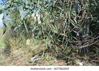 Green Foliage Of Southern Blue Gum Tree (Eucalyptus Globulus)