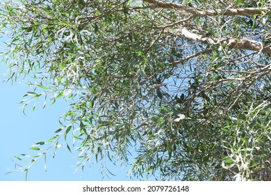 Green Foliage Of Southern Blue Gum Tree (Eucalyptus Globulus)