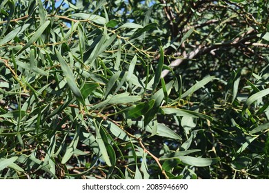 Green Foliage Of Southern Blue Gum Tree (Eucalyptus Globulus)