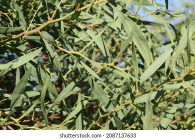 Green Foliage Of Southern Blue Gum Tree (Eucalyptus Globulus)