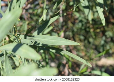 Green Foliage Of Southern Blue Gum Tree (Eucalyptus Globulus)