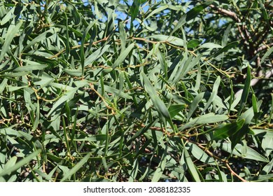 Green Foliage Of Southern Blue Gum Tree (Eucalyptus Globulus)