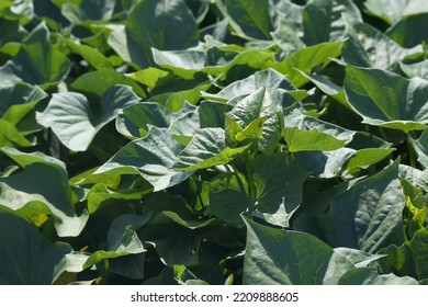 The Green Foliage Of The Sweet Potato Plant Covers A Thick Carpet