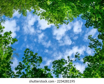 Green foliage of a tree against a blue sky and clouds. - Powered by Shutterstock